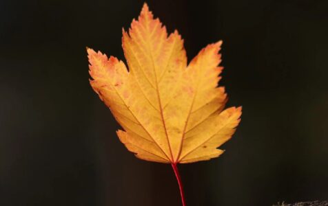 Kto i co żyje w parku?