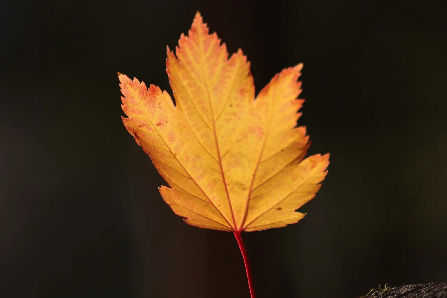 Kto i co żyje w parku?